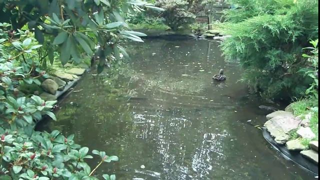 My Ferruginous-White-eye(Moorente) on my Pond. смотреть онлайн