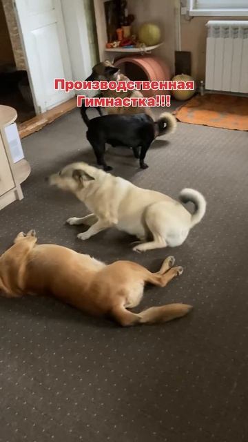 Гимнастика #собаки #семья #дом #деревенскаяжизнь #dog смотреть онлайн