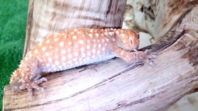Nephrurus Amyae