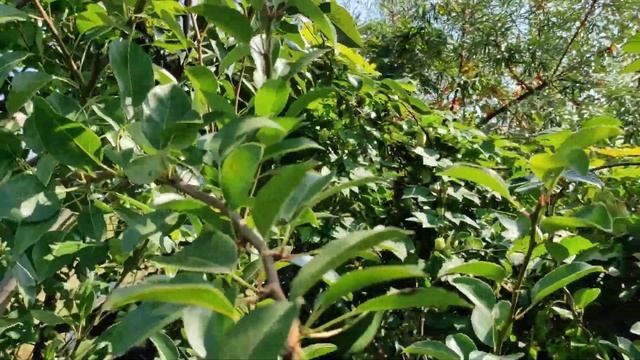 Грушевий дерево-сад смотреть онлайн