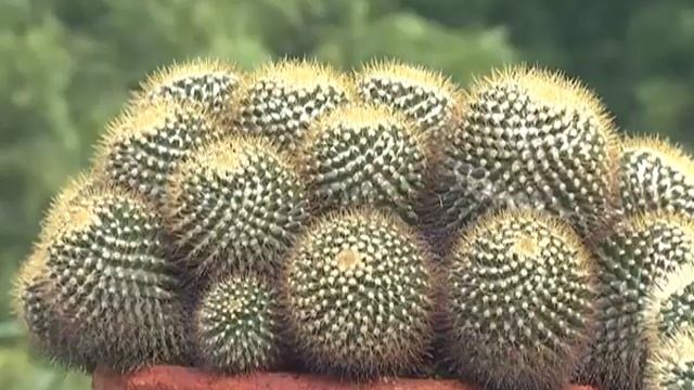 Mammillaria cactus special Promo смотреть онлайн
