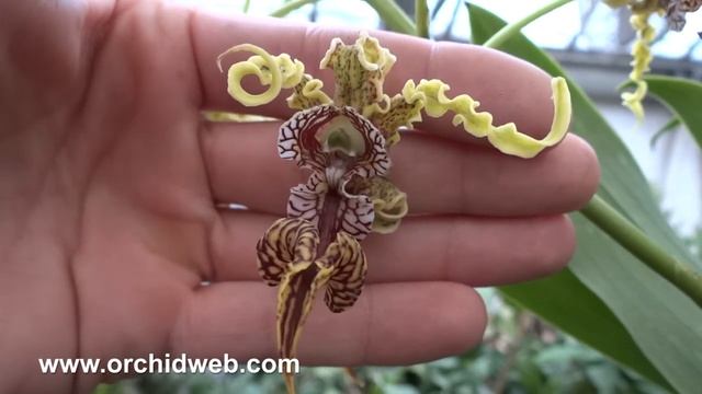 OrchidWeb - Dendrobium spectabile смотреть онлайн