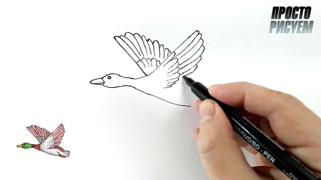 Как нарисовать ДИКУЮ УТКУ