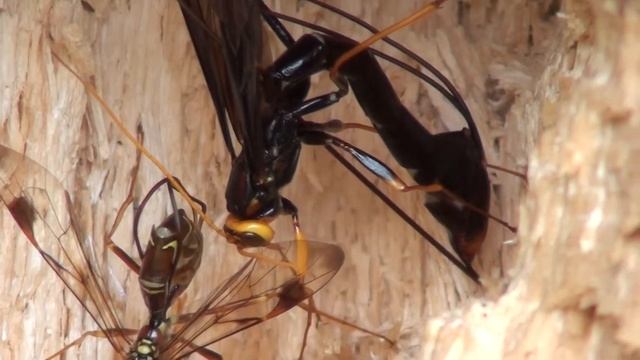 Giant Ichneumons (Megarhyssa macrurus and Megarhyssa atrata) смотреть онлайн