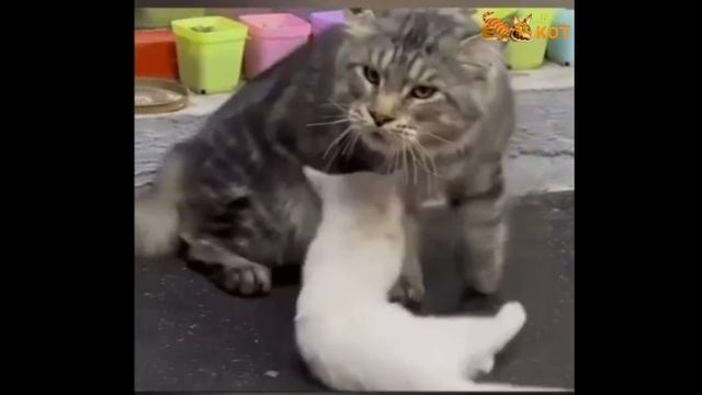 забавные котики - щас кому то, почему то и за что то смотреть онлайн