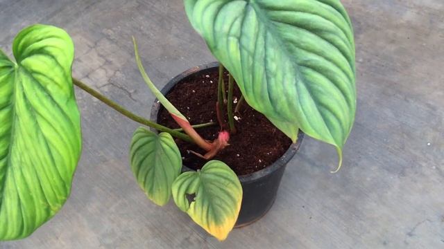PHILODENDRON SP.COLUMBIA