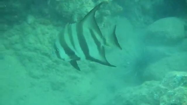 Platax смотреть онлайн