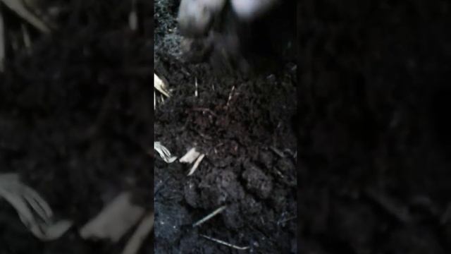 богумус бизнес