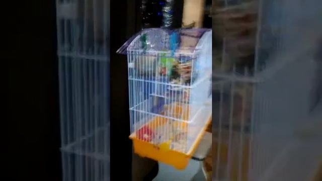 😨Мій папуга боїться камери😂 смотреть онлайн