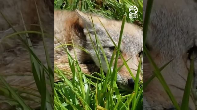Coyote Pup Reluctantly Accepts Kind Man's Help