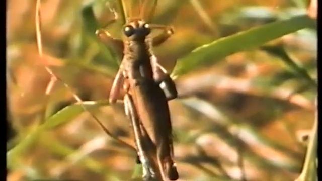 Gli Invertebrati (parte 2/2) смотреть онлайн