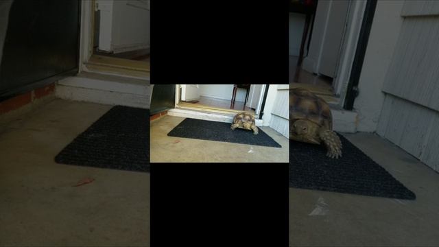 California Desert Tortoise смотреть онлайн