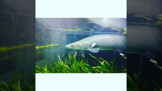 Arapaima смотреть онлайн