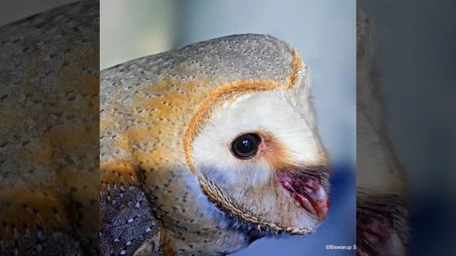 📜 Créditos Autorais: #Repost @biswarup_satpati・・・Barn Owl Photography by Biswarup Satpati смотреть онлайн