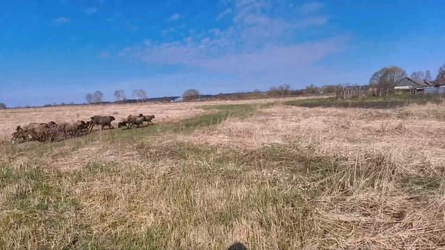 первый выгул барашков смотреть онлайн