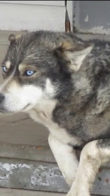 Голубые, голубые глаза.👍 смотреть онлайн