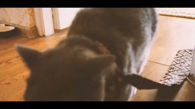 Мой кот ♡ British Shorthair Cat смотреть онлайн