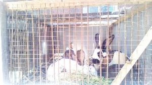 Жизнь Кроликов В Прямом Эфире