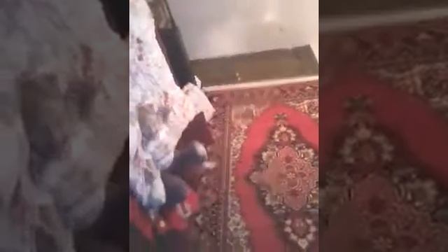 Рубрика Дашки Умнички (трюки) смотреть онлайн