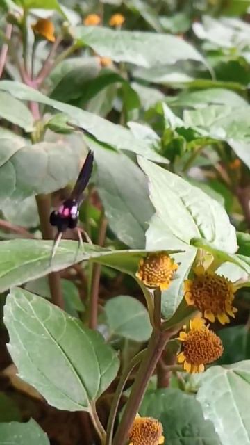 Cinematik Alam #short #shorts #viral смотреть онлайн