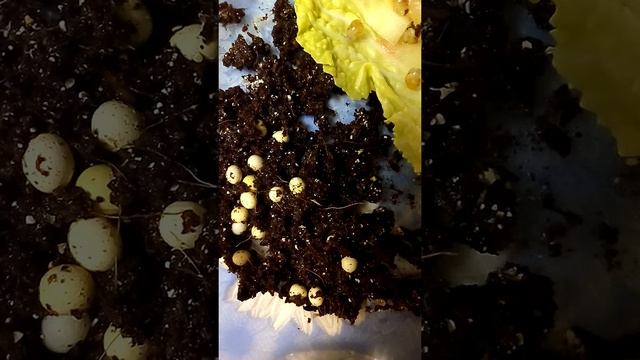 Третий день жизни больших улиток ахатин смотреть онлайн