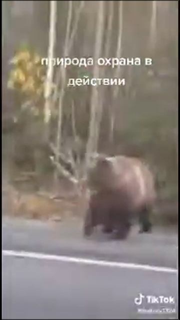 Медведь на дороге смотреть онлайн