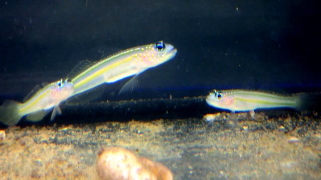 Vanderhorstia flavilineata. Yellow-lined shrimpgoby. смотреть онлайн