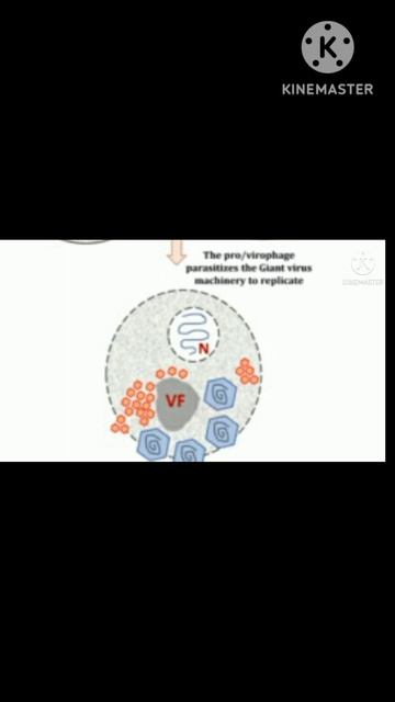 Virophages @EnteMicrobialWorld #microbiology #shortsviral#shots #microbes #shortsyoutube #viruses смотреть онлайн