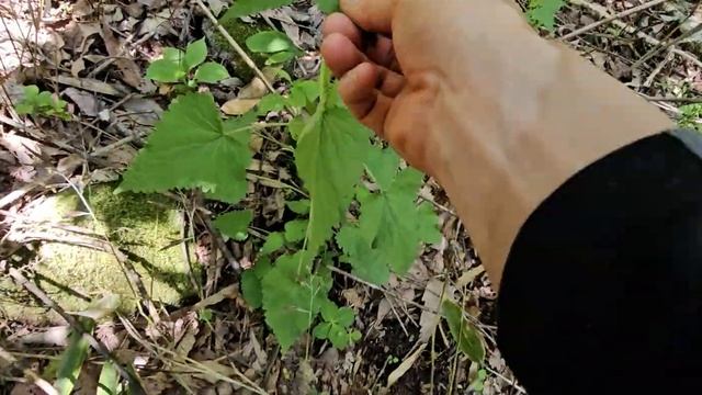 고산지대 방아나물 смотреть онлайн