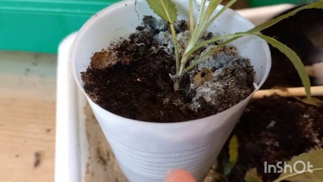 Шалфей.Я его погубила?!Даю шанс.Реанимирую 22.03.24 смотреть онлайн