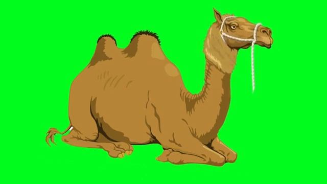 camel green screen смотреть онлайн
