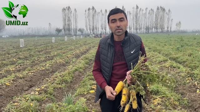 Sabzi Yetishtirish Sarf Harajati Toʻliq Maʼlumot, Gektaridan Qancha Daromad...
