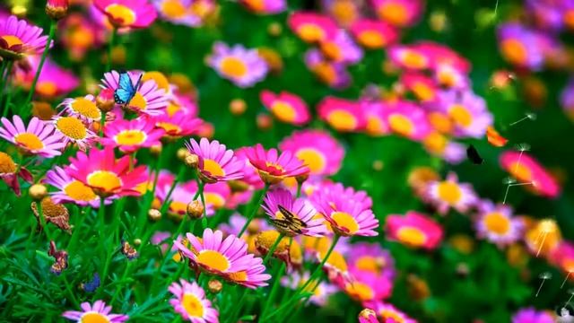 И снова про Любовь...Автор стихотворения и видео А. Соколов. Музыка СОНАТА. А. Кэтлин. смотреть онлайн