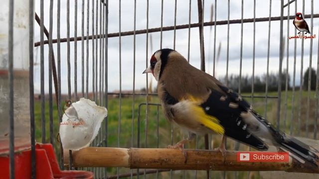 جربها ولن تندم, اقوى بتبتة لتحفيز الحسون على الغناء و التزاوج смотреть онлайн