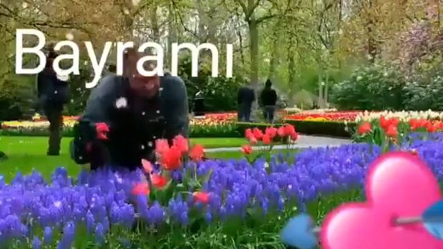 Cardam смотреть онлайн