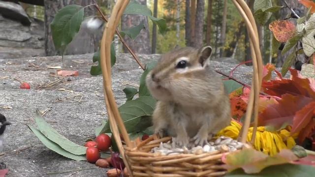бурундук осень смотреть онлайн