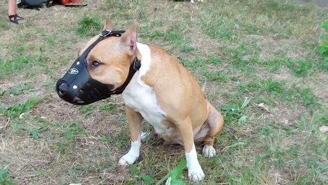 Amstaff and other canines in Leather Dog Muzzle смотреть онлайн