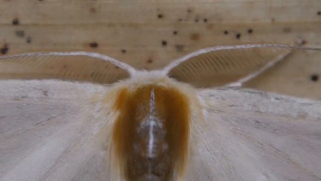ウスギヌカギバ Macrocilix mysticata watsoni смотреть онлайн