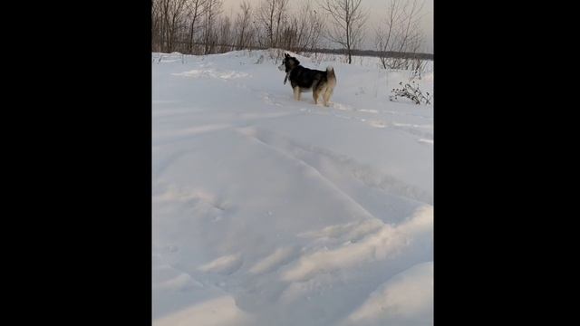 ХАСКИ СЧИЩАЕТ ЛЕД С УСОВ ПОСЛЕ ПРОБЕЖКИ. HUSKY CLEANS HIS MUSTACHE FROM THE ICE смотреть онлайн