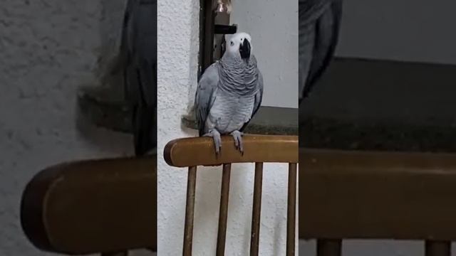 Вот у нас какой котенок появился смотреть онлайн