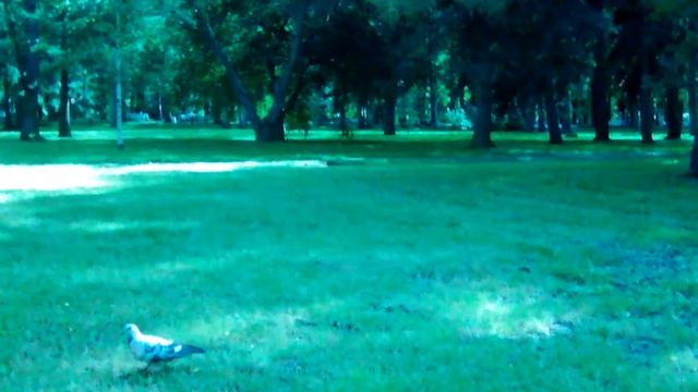 4.07.2017 г. Белочка и голуби. Приморский парк Победы, Питер. смотреть онлайн