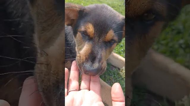 Ищем для него хозяев. Он будет достаточно крупным и ушки торчком. смотреть онлайн