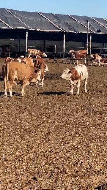 Бой бычков симментальской породы смотреть онлайн