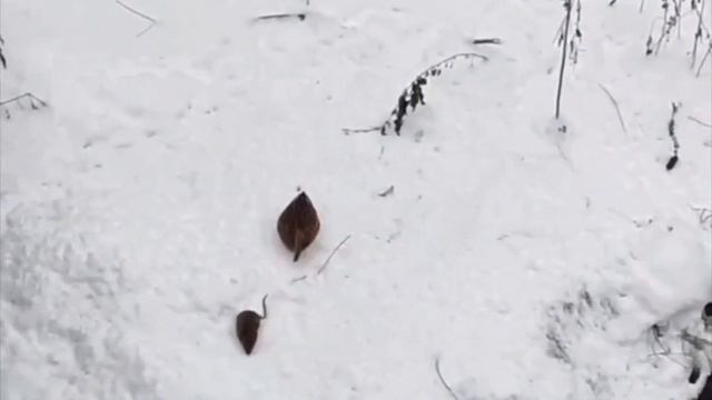 Крыса и Утка , Сейчас придёт маршрутка....😅 смотреть онлайн