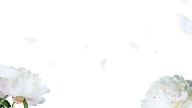 Pfingstrosen Overlays смотреть онлайн