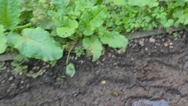 Жидкое черное дерево и его последствия смотреть онлайн