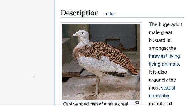 The Great Bustard - Otis tarda смотреть онлайн