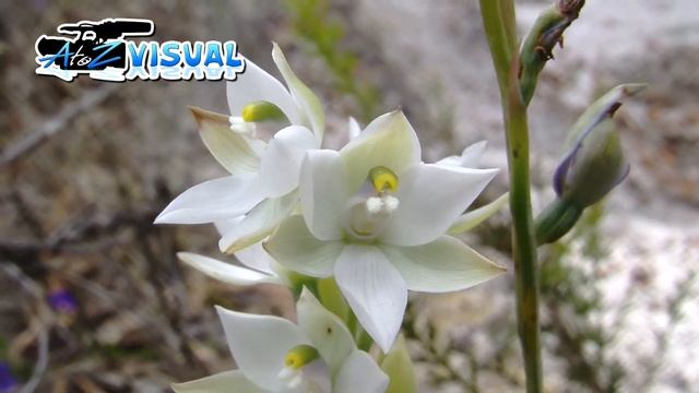 Plain Sun Orchid смотреть онлайн