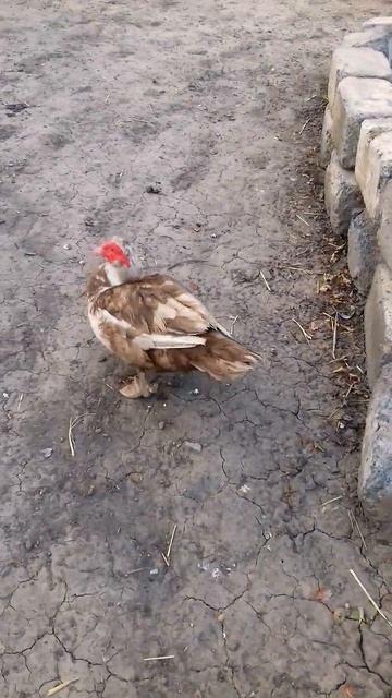ВЛЮБЛЁННАЯ ПАРОЧКА! ❤🐣 #утки #приколы #кот #деревня #птицы #индоутки #село смотреть онлайн