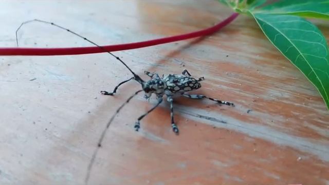 VLK.023// KUMBANG TANDUK PANJANG (Anoplophora chinensis) | смотреть онлайн